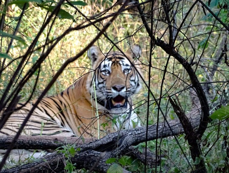 Sariska Tiger Reserve, Alwar, Rajasthan - Vushii.com Sariska Tiger Reserve, Alwar, Rajasthan - Vushii.com